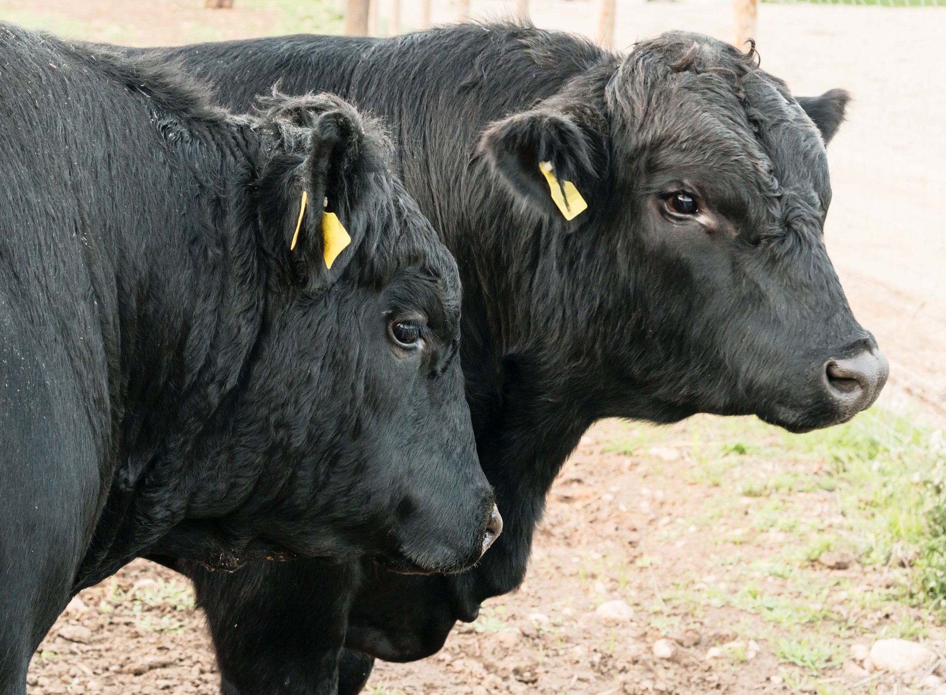 adult black angus bulls - cow