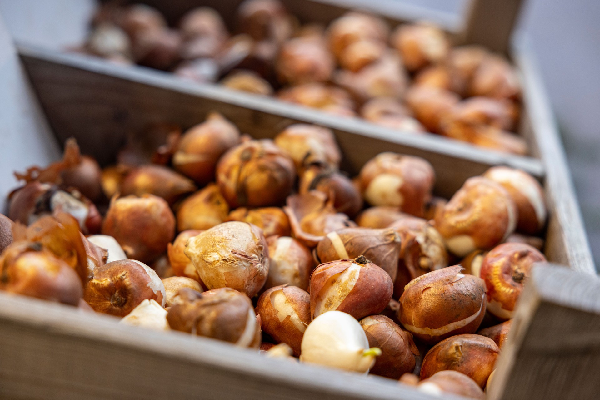 tulip bulbs at the flower market